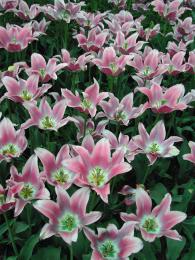 Field of tulips